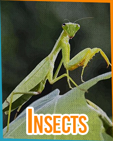 Insects