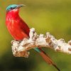 Beautiful Southern Carmine Bee Eater Diamond Painting