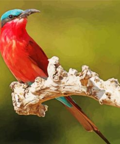 Beautiful Southern Carmine Bee Eater Diamond Painting