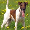 Fox Terrier With Yellow Flowers Diamond Painting