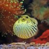 Puffer Fish Underwater Diamond Painting