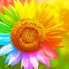 Sunflower Rainbow Diamond Painting