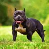 Black American Bully Diamond Painting