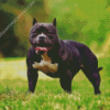 Black American Bully Diamond Painting