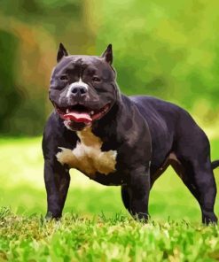 Black American Bully Diamond Painting