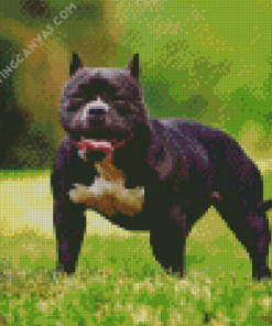 Black American Bully Diamond Painting