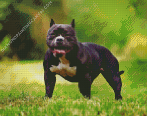 Black American Bully Diamond Painting