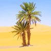 Sahara Palm Tree Diamond Painting