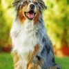 Aesthetic Australian Shepherd Dog Diamond Painting