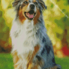 Aesthetic Australian Shepherd Dog Diamond Painting