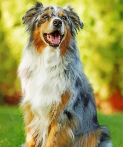 Aesthetic Australian Shepherd Dog Diamond Painting