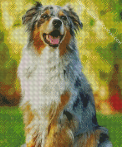 Aesthetic Australian Shepherd Dog Diamond Painting