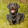 Black Lab Diamond Painting