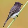 Black Phoebe On Stick Diamond Painting