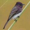 Black Phoebe On Stick Diamond Painting