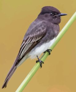 Black Phoebe On Stick Diamond Painting