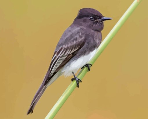 Black Phoebe On Stick Diamond Painting