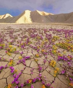 Blooming Desert Arizona Diamond Painting