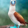 Blue Footed Booby Bird Diamond Painting