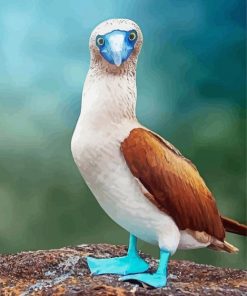 Blue Footed Booby Bird Diamond Painting