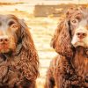 Boykin Spaniel Puppies Diamond Painting