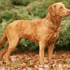 Chesapeake Bay Retriever Diamond Painting