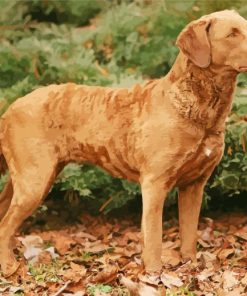 Chesapeake Bay Retriever Diamond Painting