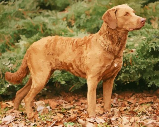 Chesapeake Bay Retriever Diamond Painting