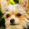 Chorkie Dog Face Diamond Painting