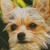 Chorkie Dog Face Diamond Painting