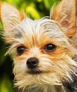 Chorkie Dog Face Diamond Painting