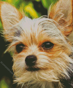 Chorkie Dog Face Diamond Painting