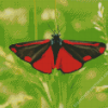 Cinnabar Moth Butterfly Diamond Painting