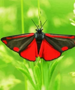 Cinnabar Moth Butterfly Diamond Painting