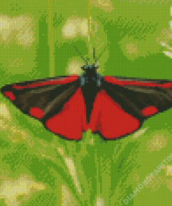 Cinnabar Moth Butterfly Diamond Painting