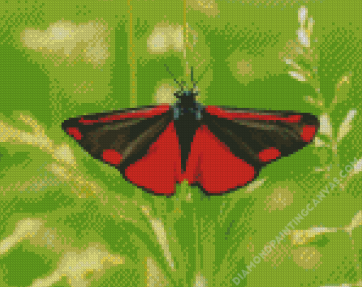 Cinnabar Moth Butterfly Diamond Painting