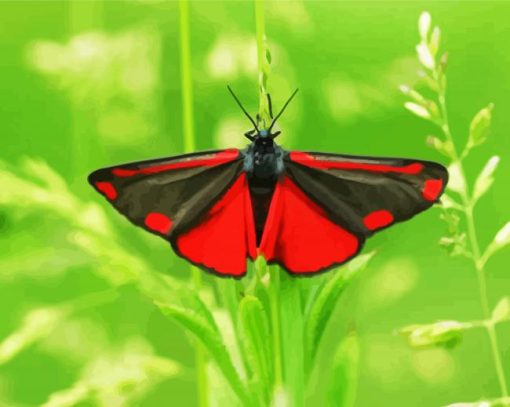 Cinnabar Moth Butterfly Diamond Painting