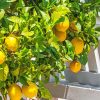 Citrus Lemon Tree Diamond Painting