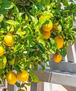 Citrus Lemon Tree Diamond Painting