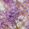 Close Up Jacaranda Tree Diamond Painting