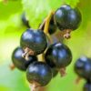 Close Up Blackcurrant Fruits Diamond Painting