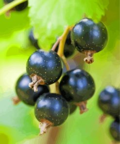 Close Up Blackcurrant Fruits Diamond Painting