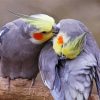 Cockatiels Couple Diamond Painting