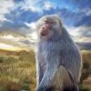 Lonely Baboon Diamond Painting