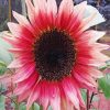 Pink Sunflower In Field Diamond Painting