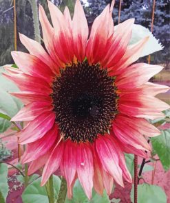 Pink Sunflower In Field Diamond Painting