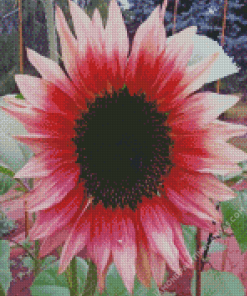 Pink Sunflower In Field Diamond Painting