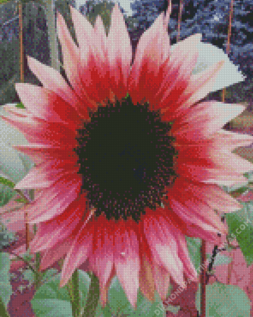 Pink Sunflower In Field Diamond Painting