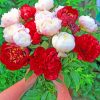 Red And White Peonies Flowers Diamond Painting