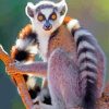 Ring Tailed Lemur Diamond Painting